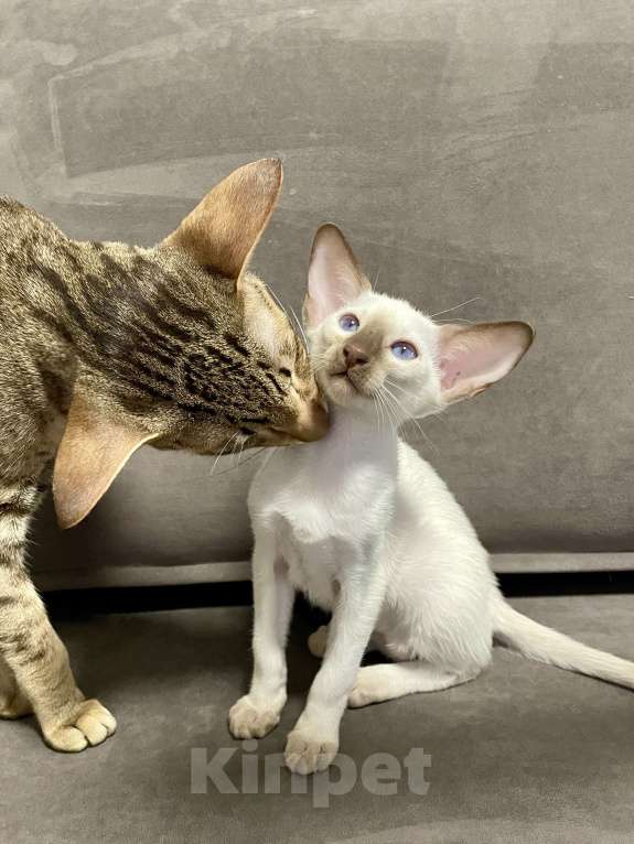 Кошки в Москве: Ориентальный котенок Мальчик, 50 000 руб. - фото 4