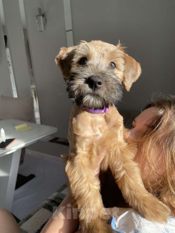 Собаки в Котельнике: Щенки терьера Девочка, 100 000 руб. - фото 3