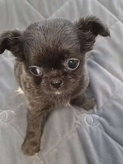 Д/ш голубая девочка чихуахуа