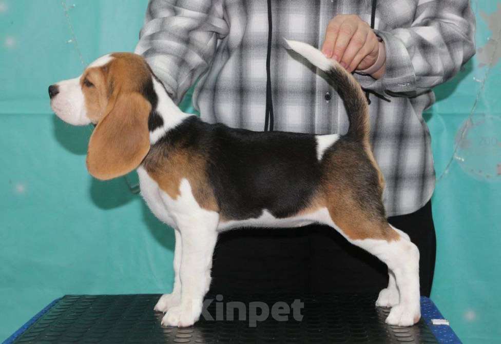 Собаки в Ноябрьске: Щенок бигль  Девочка, Бесплатно - фото 2