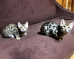 Кошки в Санкт-Петербурге: Бенгальские котята клубные Девочка, 27 000 руб. - фото 9