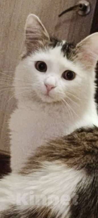 Кошки в Москве: Нашедшим гарантированный вознаграждение 2000р Девочка, 2 000 руб. - фото 3