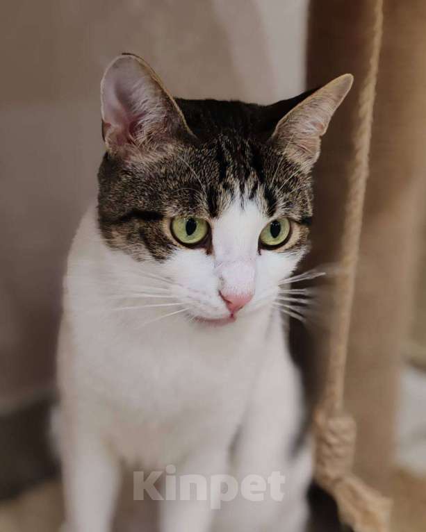 Кошки в Москве: Емеля ищет дом Мальчик, Бесплатно - фото 2