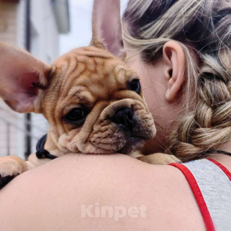 Собаки в других городах Московской области: Адам Мальчик, 80 000 руб. - фото 2