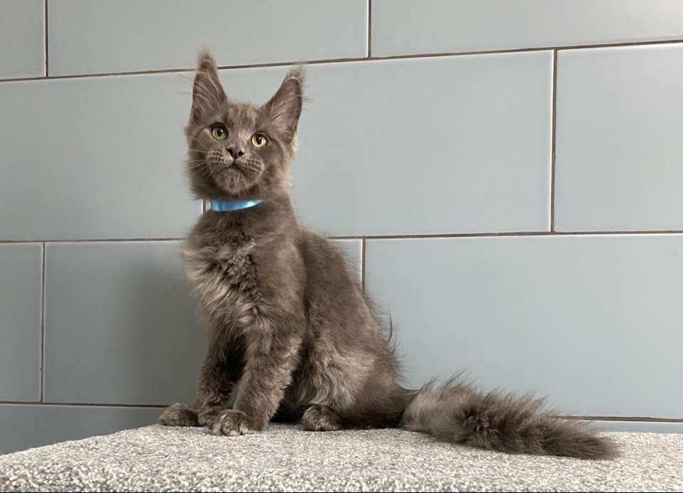 Кошки в других городах Московской области: котик мейн кун голубых кровей в голубой шубке из питомника Мальчик, 50 000 руб. - фото 4