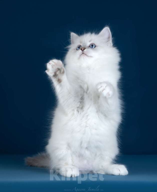 Кошки в Москве: Котенок невской маскарадной Девочка, Бесплатно - фото 6