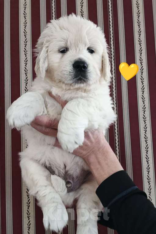 Собаки в Екатеринбурге: Щенок золотистого ретривера Мальчик, 100 000 руб. - фото 1