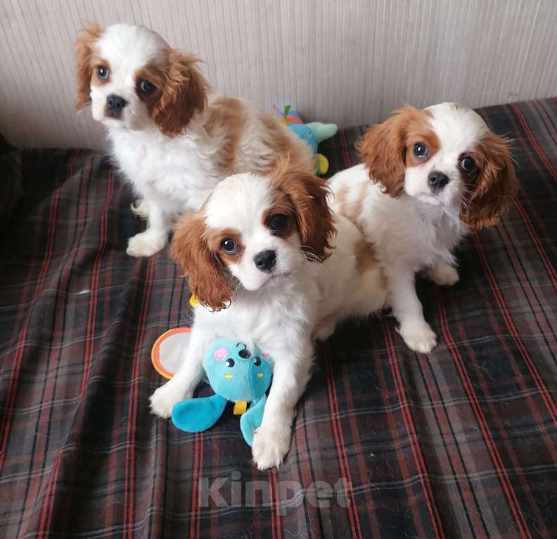 Собаки в Москве: Щеночки Кавалер Кинг Чарльз спаниель. Девочка, 120 000 руб. - фото 5