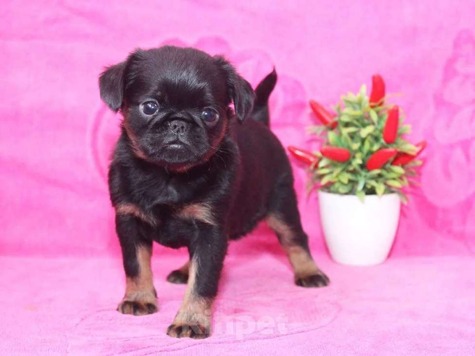 Собаки в Санкт-Петербурге: Шалун Мальчик, 80 000 руб. - фото 9