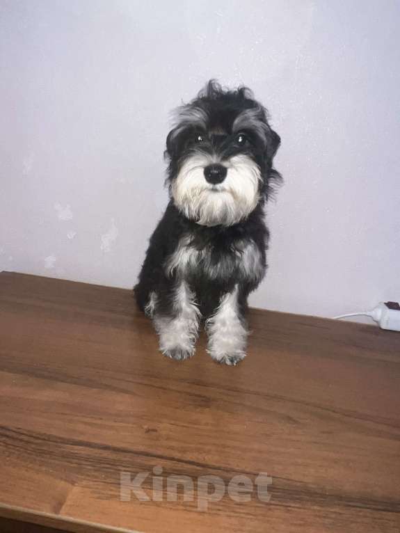 Собаки в Ставрополе: Цвергшнауцер  Девочка, 35 000 руб. - фото 1