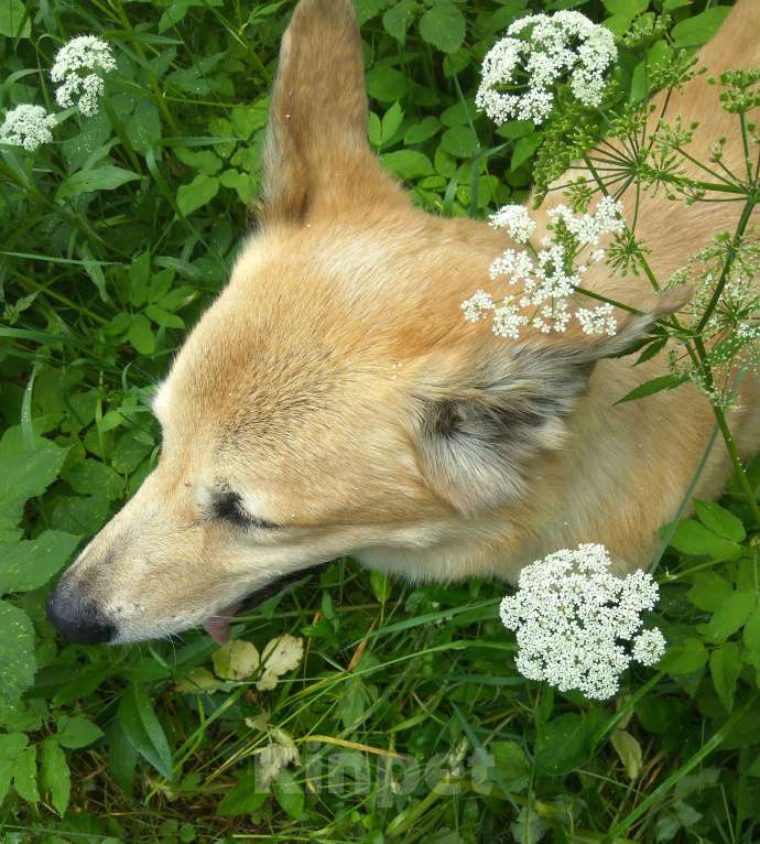 Собаки в Москве: Отдаем собаку в добрые руки Мальчик, Бесплатно - фото 4