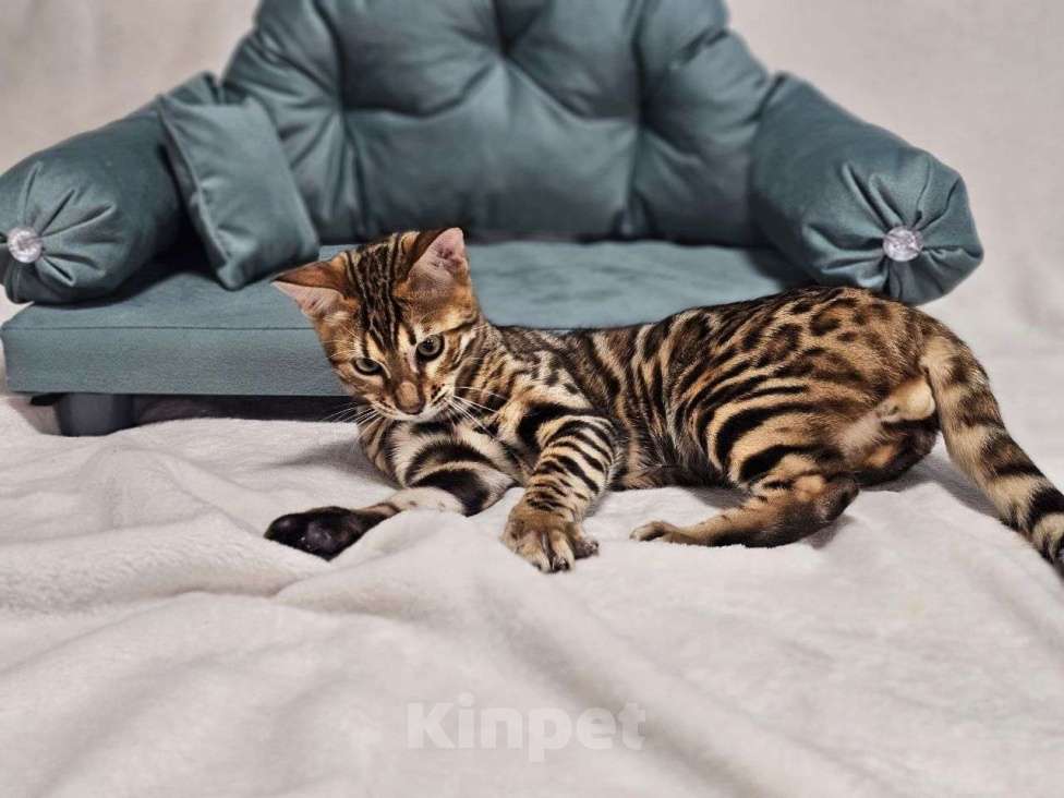 Кошки в Москве: Бенгальский котёнок Хантер Мальчик, 25 000 руб. - фото 3