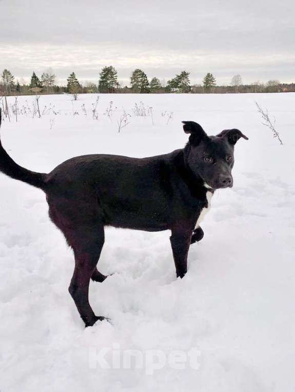 Собаки в других городах Московской области: Активная девочка Тесси ищет дом Девочка, Бесплатно - фото 5