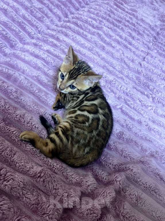 Кошки в Москве: Бенгальский котенок Мальчик, 35 000 руб. - фото 1