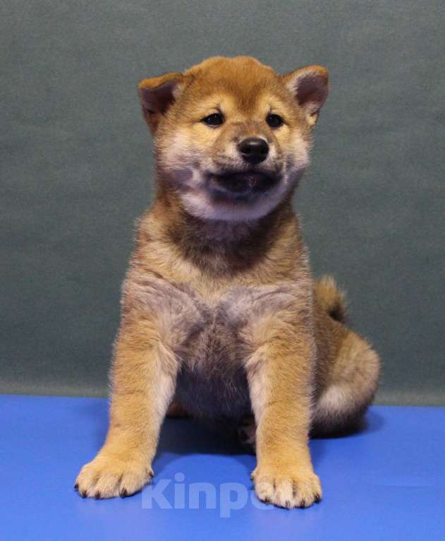 Собаки в Москве: Щенки сиба ину Мальчик, 40 000 руб. - фото 2