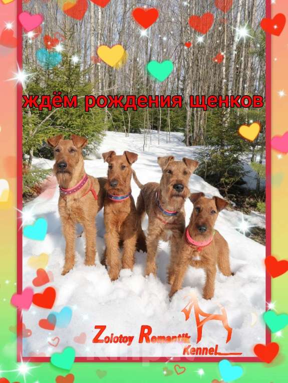 Собаки в Санкт-Петербурге: Запись на щенков ирландского терьера  Мальчик, Бесплатно - фото 5