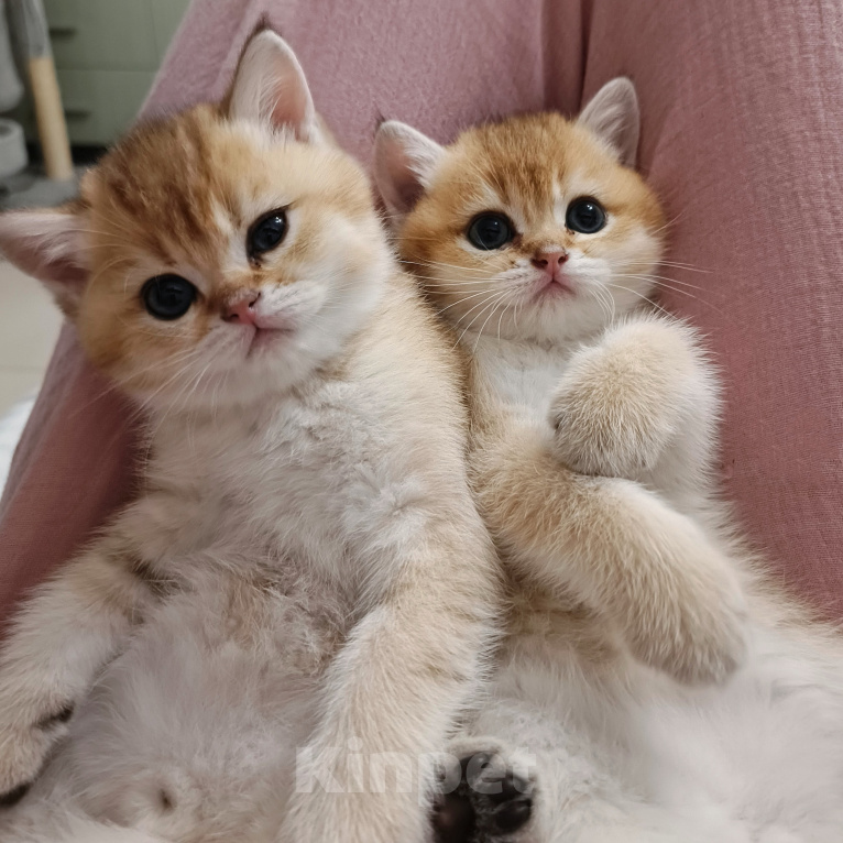 Кошки в Воронеже: Котята британской короткошерстной Мальчик, 23 000 руб. - фото 9