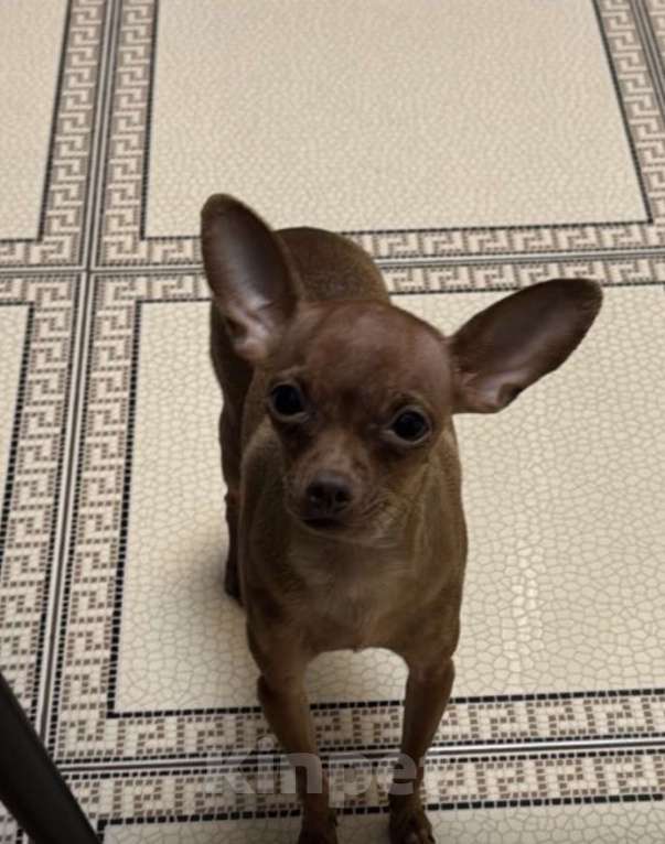 Собаки в Видном: Потерялась собака Девочка, 111 111 руб. - фото 1