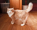 Кошки в Москве: Ласковое солнышко Персик, умнейший домашний котик в добрые руки Мальчик, Бесплатно - фото 1