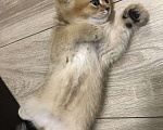 Кошки в Красногорске: Шотландские котята золотая шиншилла  Мальчик, 12 000 руб. - фото 1