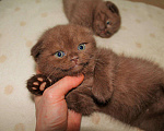 Кошки в Саранске: Вязка с шоколадным шотландцем, 1 000 руб. - фото 4