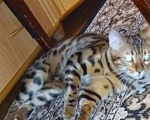 Кошки в Новокузнецке: Предлагаю для вязки., 3 000 руб. - фото 1