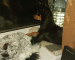 Собаки в Астрахани: Вязка той терьера, 1 руб. - фото 3