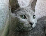 Кошки в Сосновом Бору: Котята русской голубой кошки, 30 000 руб. - фото 5