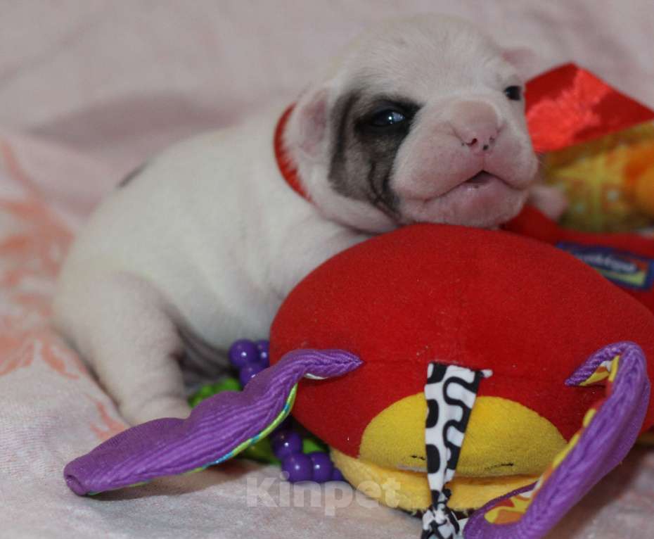 Собаки в Москве: Щенок французского бульдога с документами РКФ Девочка, 74 000 руб. - фото 5