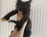 Кошки в других городах Ленинградской области: Продажа котят мейн куна Девочка, 25 000 руб. - фото 6