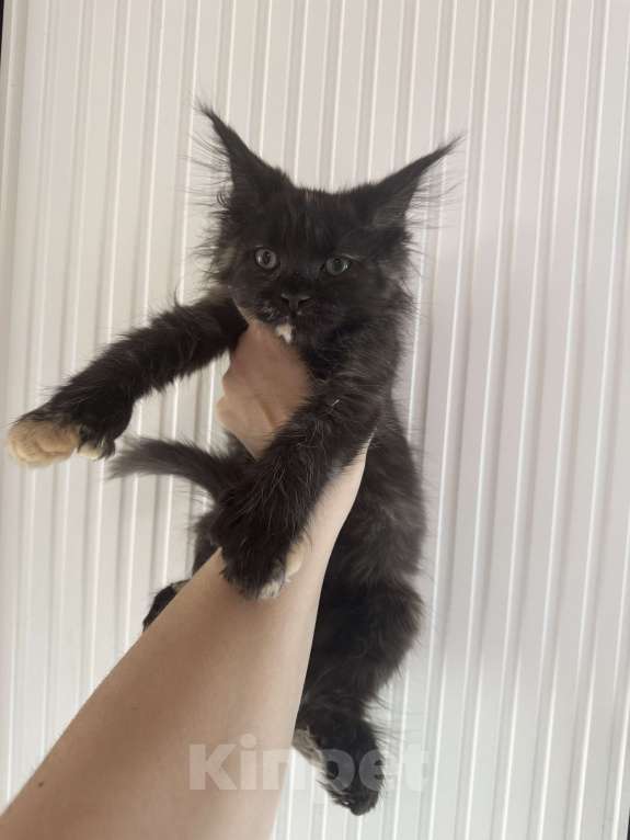 Кошки в других городах Ленинградской области: Продажа котят мейн куна Девочка, 25 000 руб. - фото 6