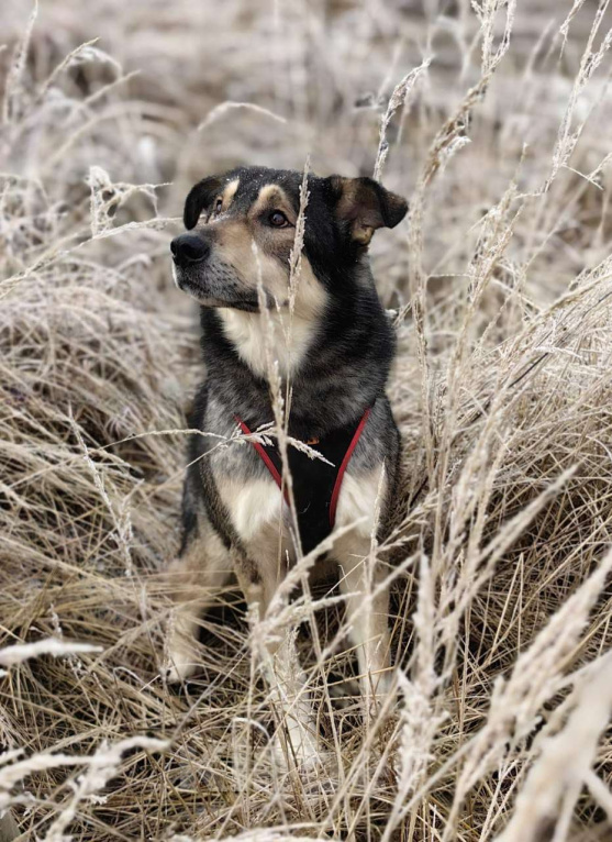 Собаки в Москве: Джек Мальчик, Бесплатно - фото 5