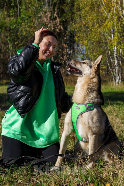 Собаки в Москве: Красавчик добряк Мальчик, Бесплатно - фото 6