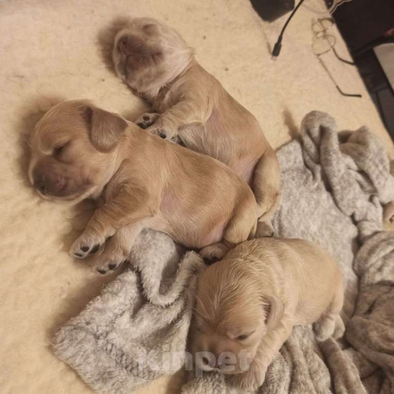 Собаки в Челябинске: Щенок мальчик Мальчик, 25 000 руб. - фото 2