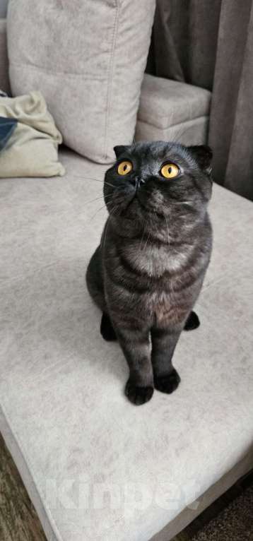 Кошки в Самаре: Отдам в добрые руки кота. Мальчик, Бесплатно - фото 3