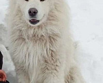 Собаки в Челябинске: Потерялся Самоед Мальчик, 5 000 руб. - фото 1