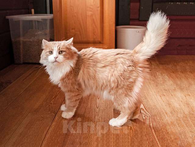 Кошки в Москве: Ласковое солнышко Персик, умнейший домашний котик в добрые руки Мальчик, Бесплатно - фото 1