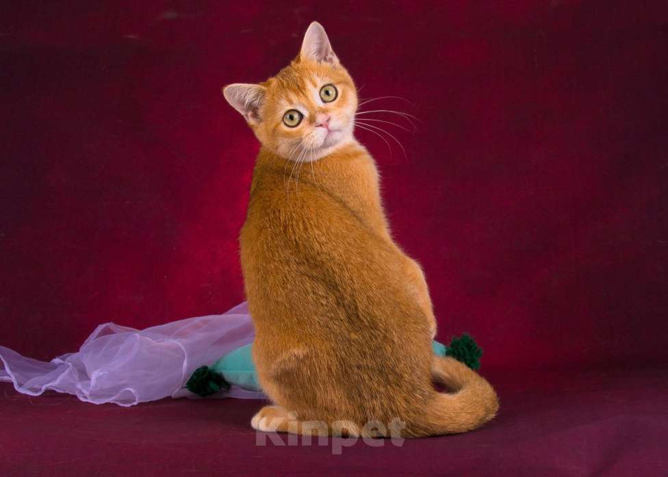 Кошки в Санкт-Петербурге: Золотой котик Скоттиш страйт Мальчик, Бесплатно - фото 6