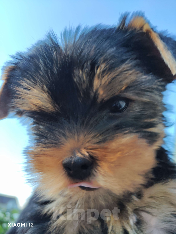 Собаки в Рубцовске: Очаровательный малыш йорк с документами РКФ Мальчик, 35 000 руб. - фото 4