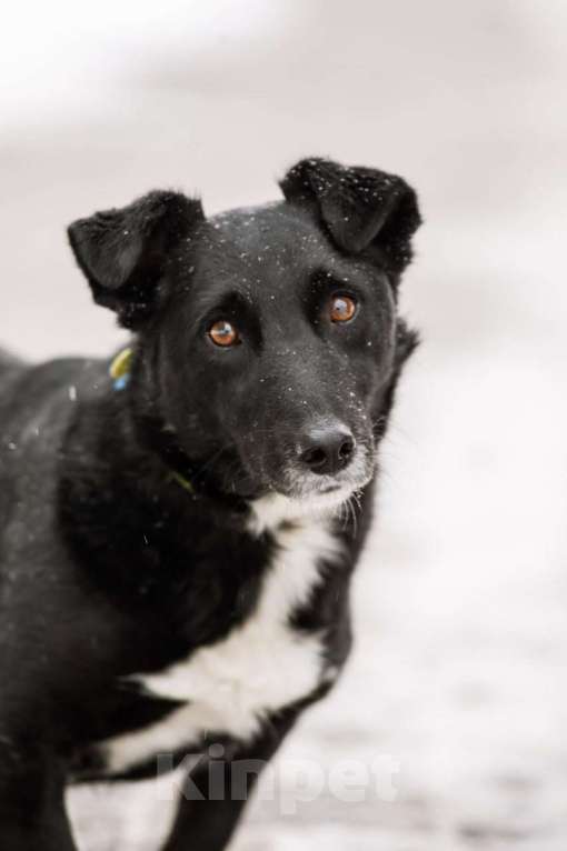 Собаки в Москве: В хорошие руки отдадим симпатягу парня по имени Шнырек! Мальчик, Бесплатно - фото 5