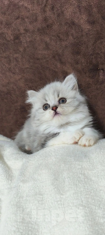 Кошки в других городах Краснодарского края: Шотландские котята Разнополые, 12 000 руб. - фото 1