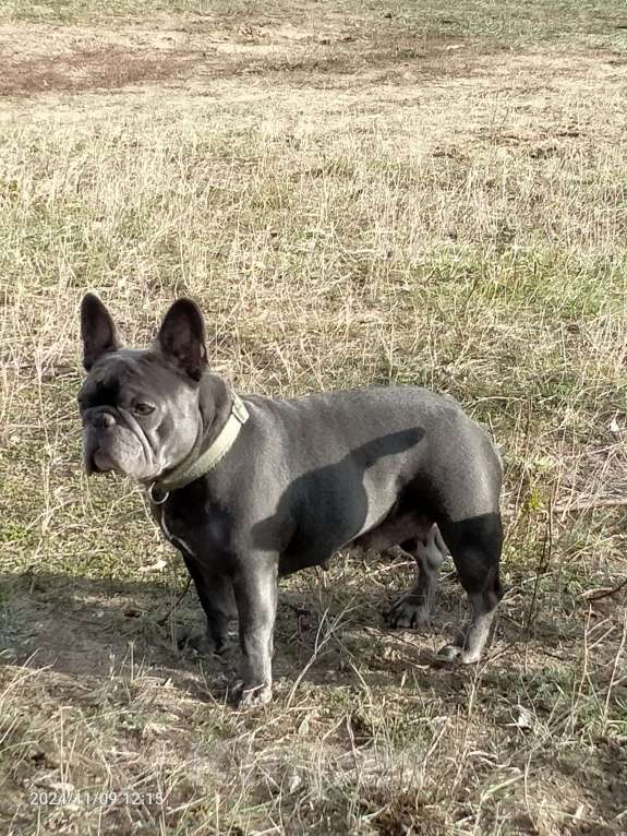 Собаки в Москве: Французские булочки девочки Девочка, 75 000 руб. - фото 7