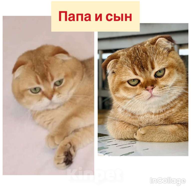 Кошки в Ростове-на-Дону: Продается Шотландская фолд золотая шиншилла  Мальчик, 20 000 руб. - фото 4