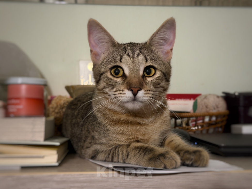 Кошки в Москве: Котёнок Фунтик Мальчик, Бесплатно - фото 1