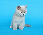 Кошки в Ульяновске: Британский котенок (кошечка) Девочка, 12 000 руб. - фото 4