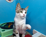 Кошки в Санкт-Петербурге: Очень нужен дом!! Котята 3 мес. Разнополые, Бесплатно - фото 4