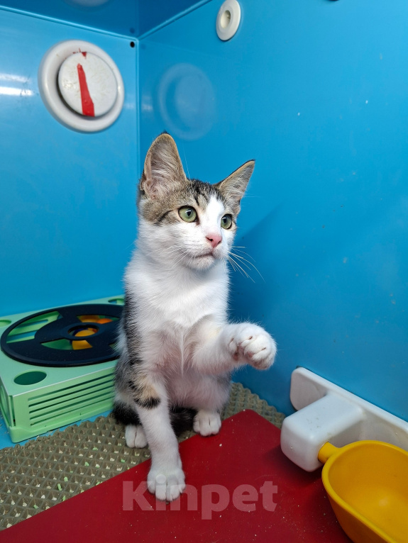 Кошки в Санкт-Петербурге: Очень нужен дом!! Котята 3 мес. Разнополые, Бесплатно - фото 4
