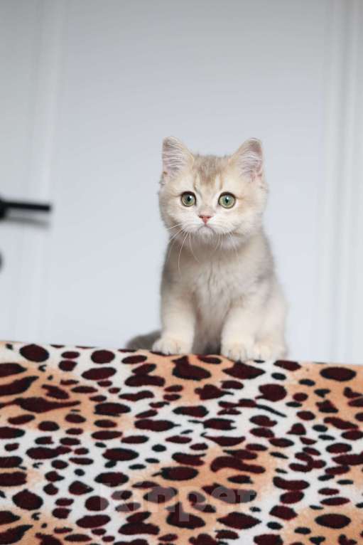 Кошки в Санкт-Петербурге: Британская голубая золотая шиншилла  Девочка, 60 000 руб. - фото 7