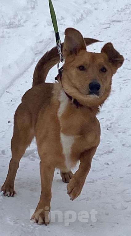 Собаки в Санкт-Петербурге: Милый, домашний пёсик с пушистым хвостом Мальчик, Бесплатно - фото 4