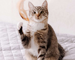 Кошки в Москве: Котенок в добрые руки Девочка, Бесплатно - фото 7